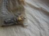 Picture of SPOOL